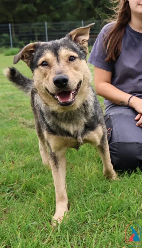 Pies do adopcji, Grudziądz, 4 lipca 2025 (2/5)