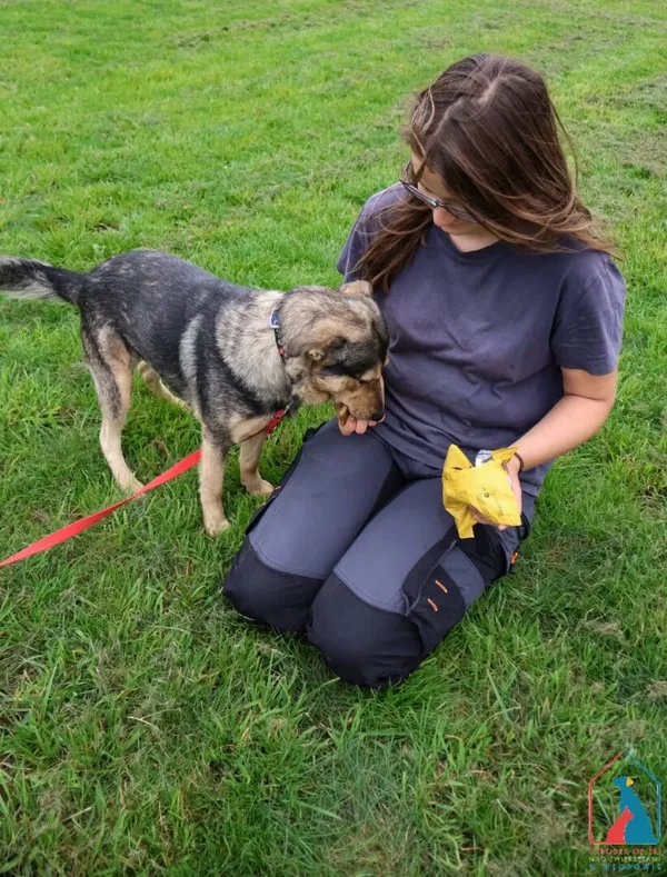 Pies do adopcji, Grudziądz, 4 lipca 2025 (3/5)