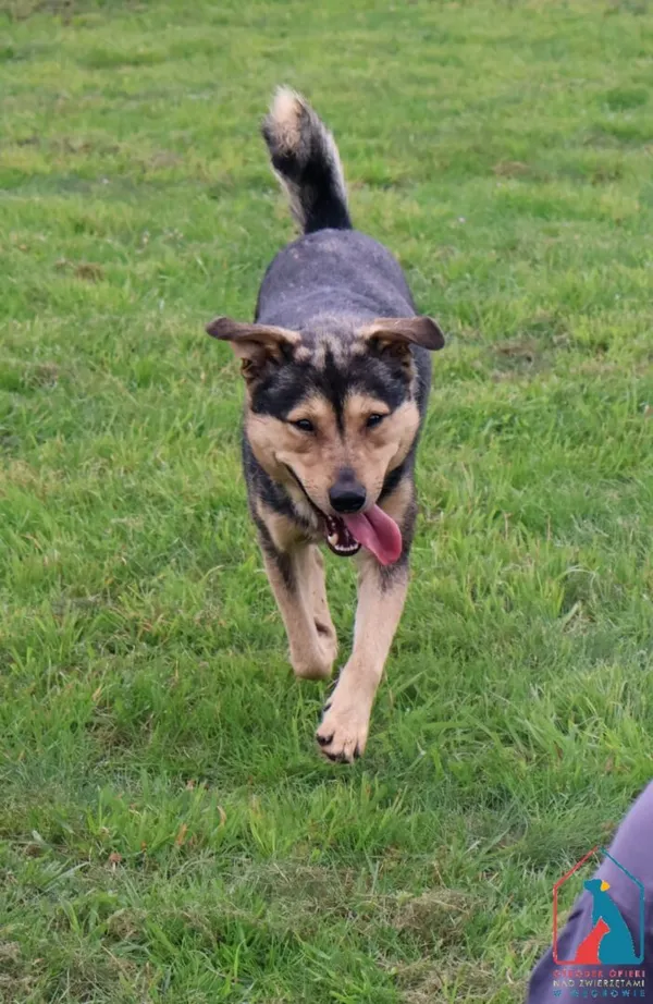 Pies do adopcji, Grudziądz, 4 lipca 2025 (4/5)