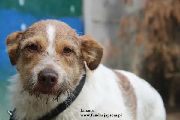 Pies do adopcji, Nowy Dwór Mazowiecki, 25 lipca 2025 (1/2)