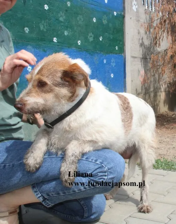 Pies do adopcji, Nowy Dwór Mazowiecki, 25 lipca 2025 (2/2)