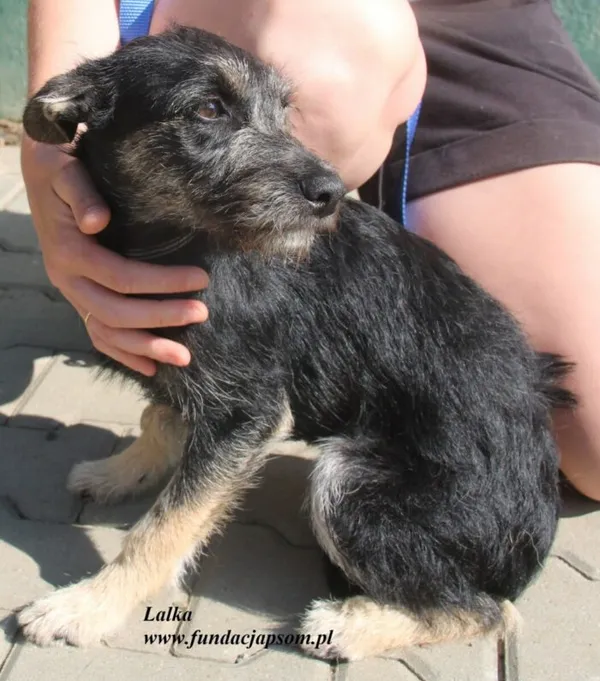 Pies do adopcji, Nowy Dwór Mazowiecki, 25 lipca 2025 (2/5)