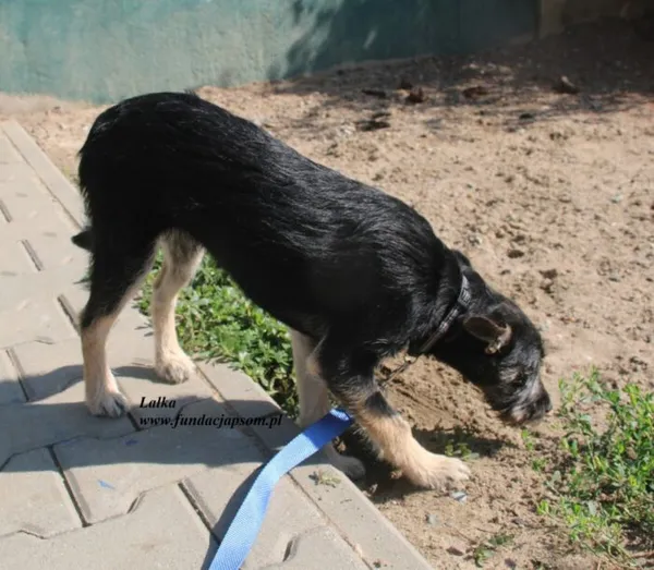 Pies do adopcji, Nowy Dwór Mazowiecki, 25 lipca 2025 (4/5)