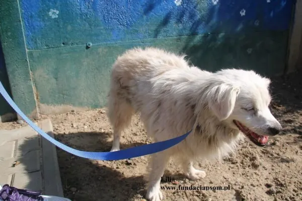 Pies do adopcji, Nowy Dwór Mazowiecki, 25 lipca 2025 (4/5)