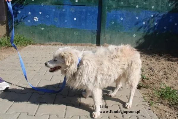 Pies do adopcji, Nowy Dwór Mazowiecki, 25 lipca 2025 (5/5)