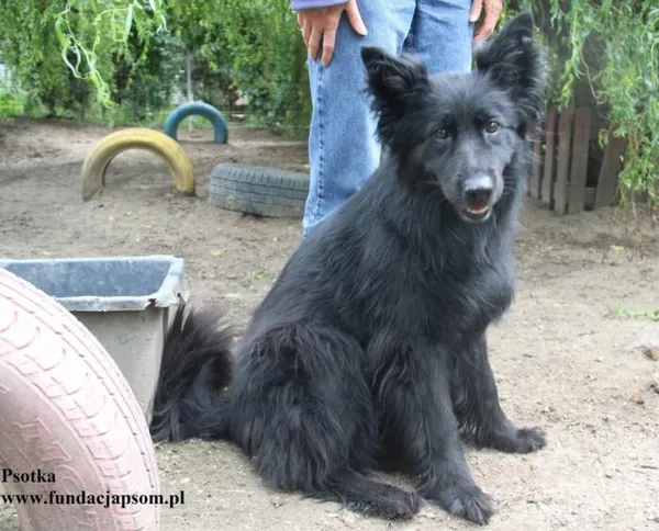 Pies do adopcji, Nowy Dwór Mazowiecki, 24 lipca 2025 (2/5)