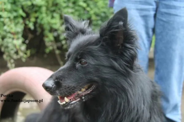 Pies do adopcji, Nowy Dwór Mazowiecki, 24 lipca 2025 (3/5)