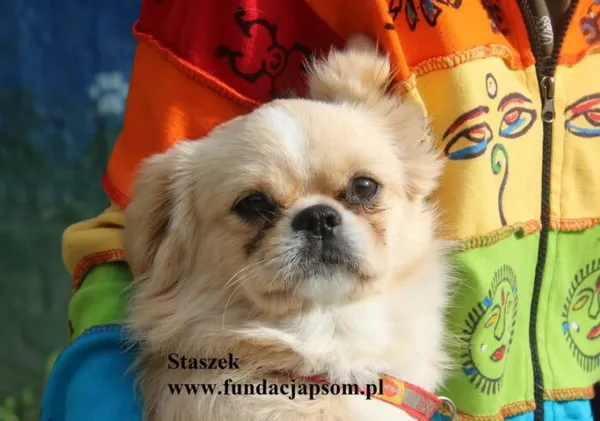 Pies do adopcji, Nowy Dwór Mazowiecki, 24 lipca 2025 (2/5)