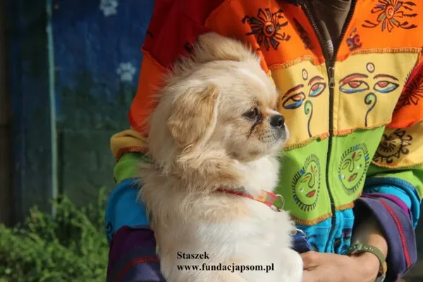 Pies do adopcji, Nowy Dwór Mazowiecki, 24 lipca 2025 (3/5)