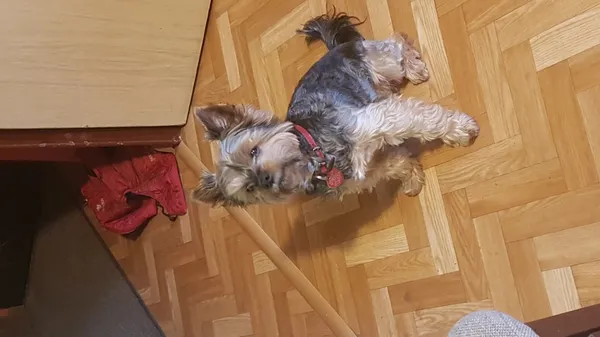 Zaginął pies, Łódź, 24 lipca 2025