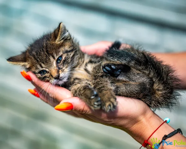 Znaleziono kota, Racławice, 22 lipca 2025 (1/5)