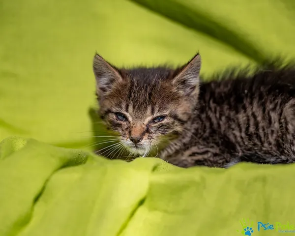 Znaleziono kota, Racławice, 22 lipca 2025 (2/5)