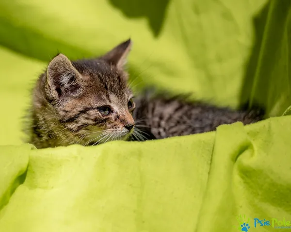 Znaleziono kota, Racławice, 22 lipca 2025 (4/5)