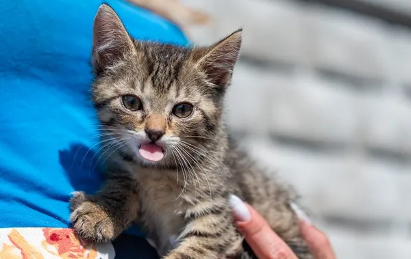 Znaleziono kota, Racławice, 22 lipca 2025 (1/5)