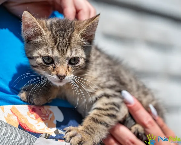 Znaleziono kota, Racławice, 22 lipca 2025 (2/5)