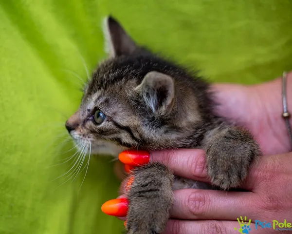 Znaleziono kota, Racławice, 22 lipca 2025 (3/5)