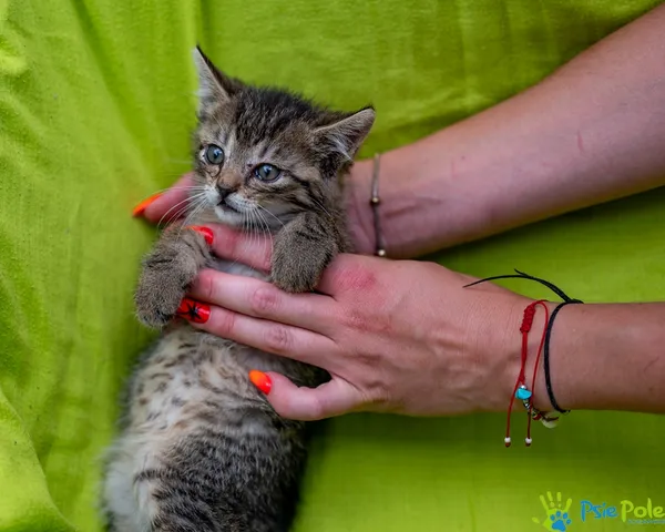 Znaleziono kota, Racławice, 22 lipca 2025 (4/5)