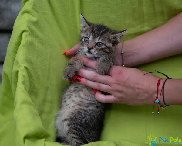 Znaleziono kota, Racławice, 22 lipca 2025 (5/5)