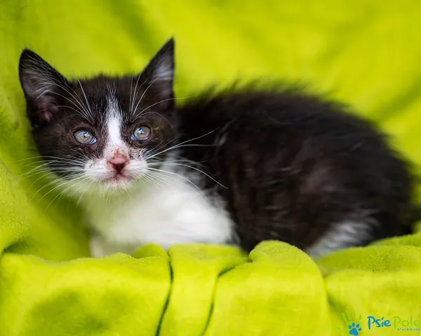 Znaleziono kota, Racławice, 22 lipca 2025 (1/5)