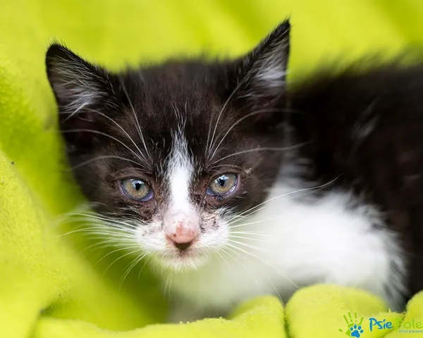 Znaleziono kota, Racławice, 22 lipca 2025 (2/5)