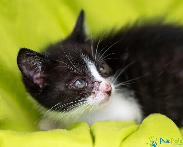 Znaleziono kota, Racławice, 22 lipca 2025 (3/5)