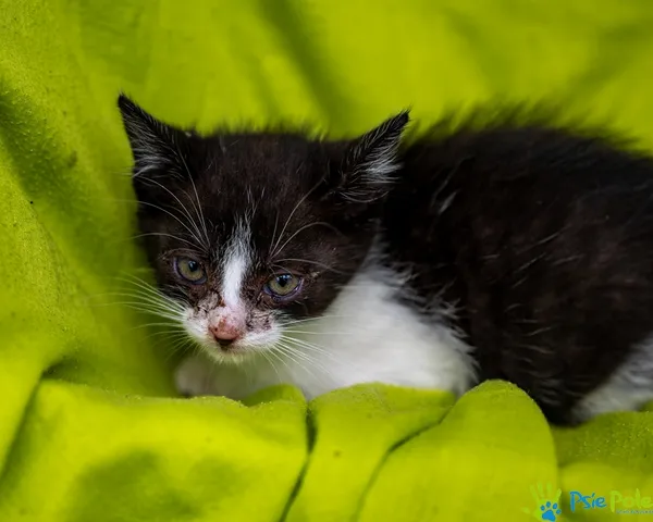 Znaleziono kota, Racławice, 22 lipca 2025 (4/5)