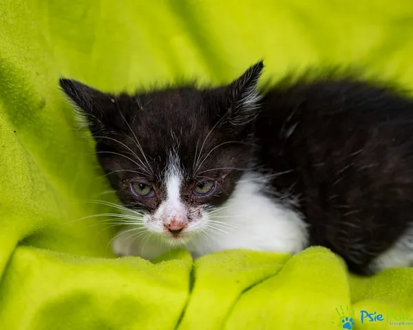 Znaleziono kota, Racławice, 22 lipca 2025 (5/5)