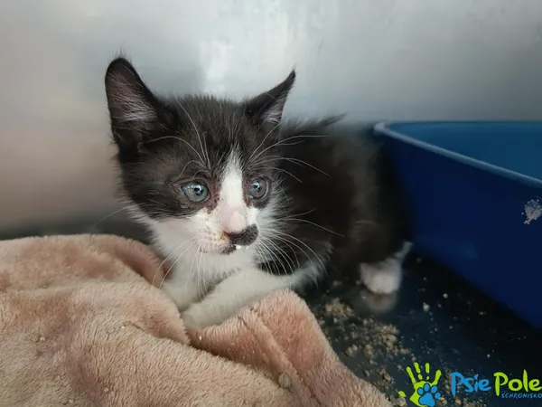 Znaleziono kota, Racławice, 22 lipca 2025 (1/2)