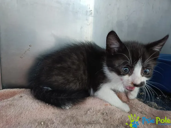 Znaleziono kota, Racławice, 22 lipca 2025 (2/2)