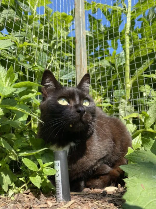 Kot do adopcji, Żywiec, 23 lipca 2025 (1/5)