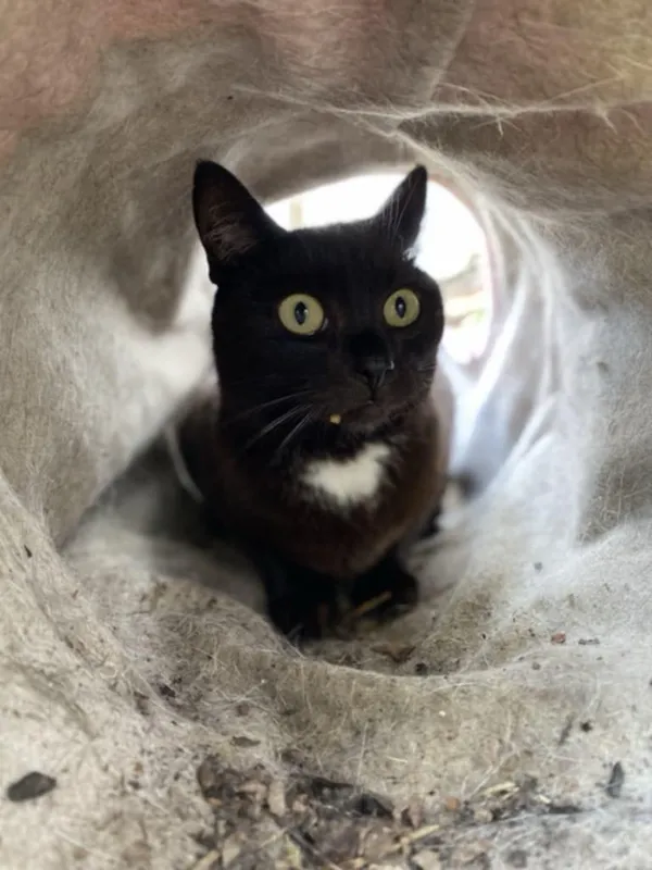 Kot do adopcji, Żywiec, 23 lipca 2025 (2/5)