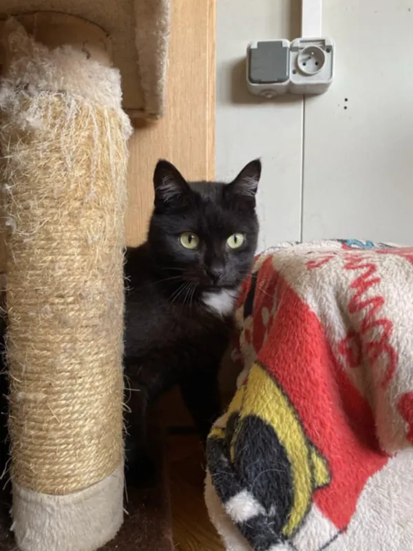 Kot do adopcji, Żywiec, 23 lipca 2025 (3/5)