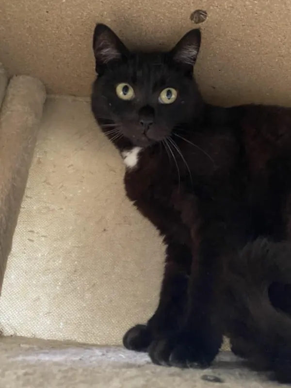 Kot do adopcji, Żywiec, 23 lipca 2025 (5/5)