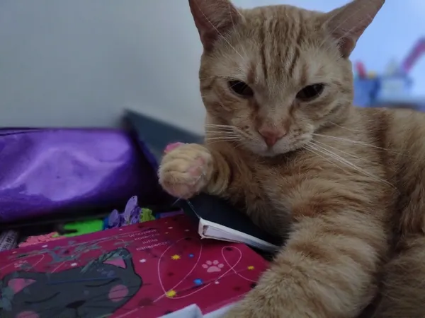 Zaginął kot, Łódź, 22 lipca 2025