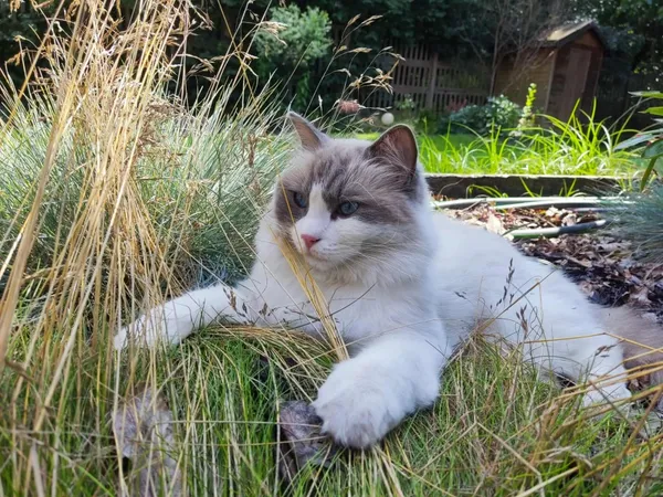 Zaginął kot, Łódź, 22 lipca 2025