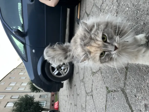 Znaleziono kota, Łódź, 25 lipca 2025