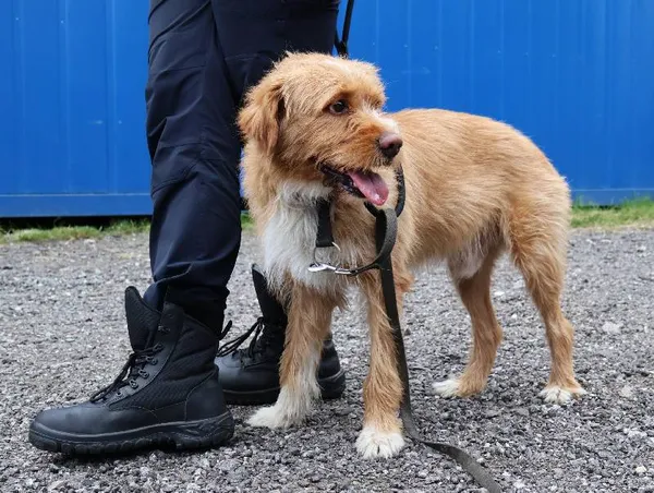 Znaleziono psa, Łódź, 25 lipca 2025 (1/5)