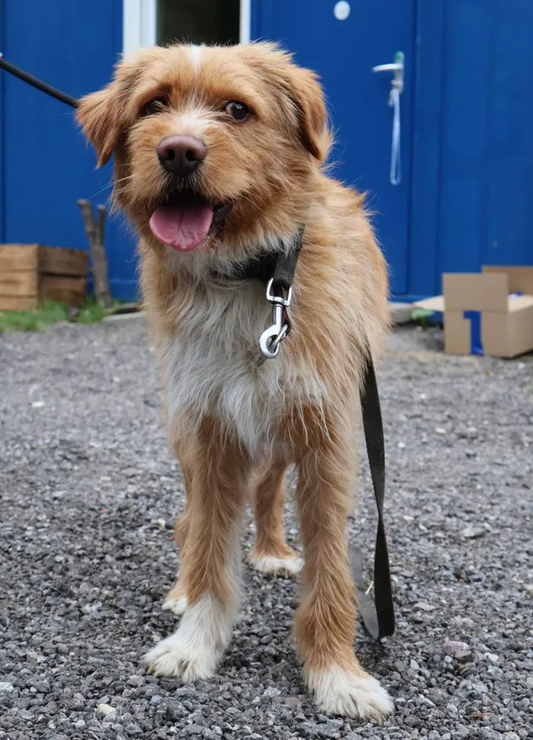 Znaleziono psa, Łódź, 25 lipca 2025 (2/5)