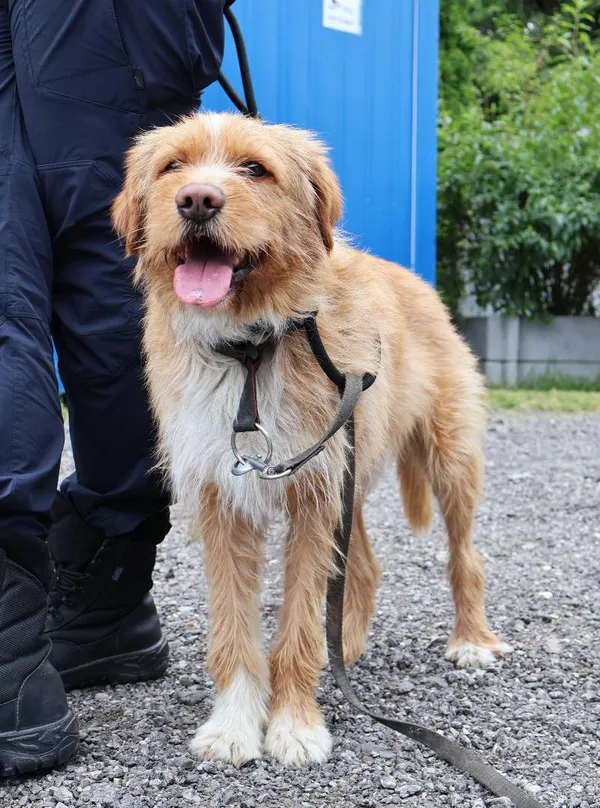 Znaleziono psa, Łódź, 25 lipca 2025 (3/5)