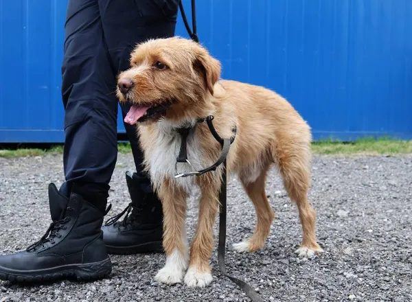 Znaleziono psa, Łódź, 25 lipca 2025 (4/5)