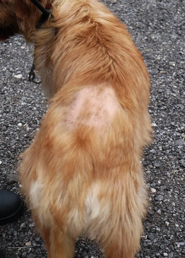 Znaleziono psa, Łódź, 25 lipca 2025 (5/5)