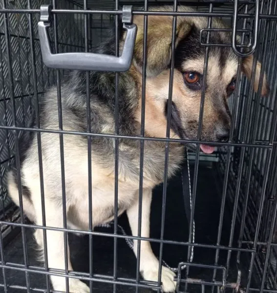 Znaleziono psa, Radom, 24 lipca 2025