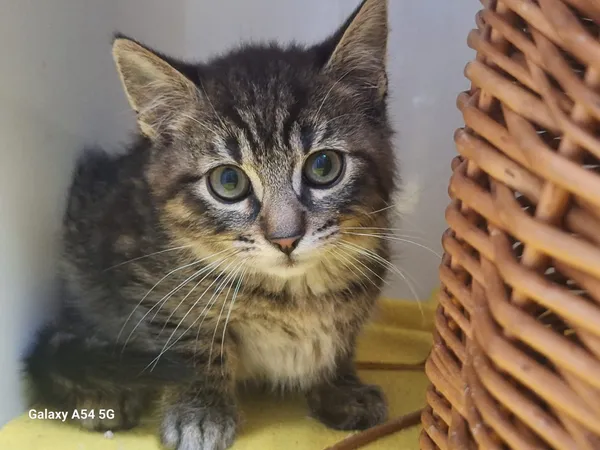 Kot do adopcji, Orzechowce, 24 lipca 2025 (1/3)