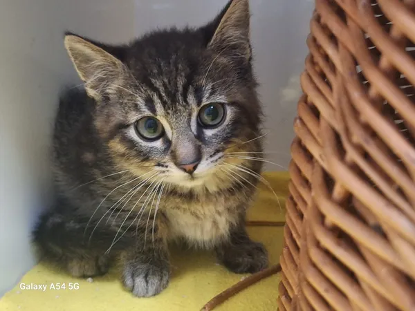 Kot do adopcji, Orzechowce, 24 lipca 2025 (2/3)