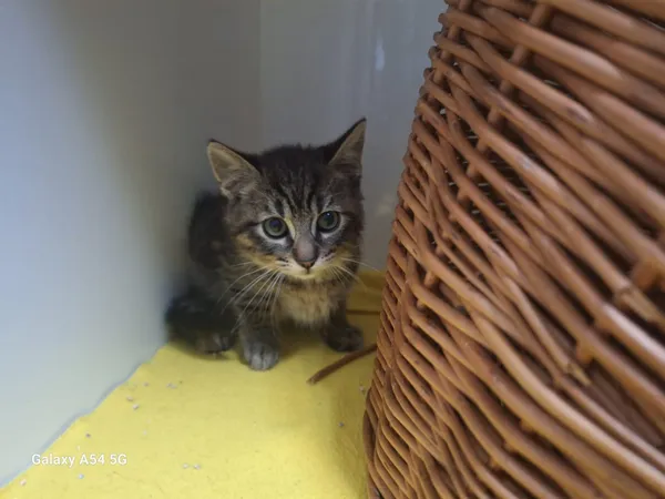 Kot do adopcji, Orzechowce, 24 lipca 2025 (3/3)