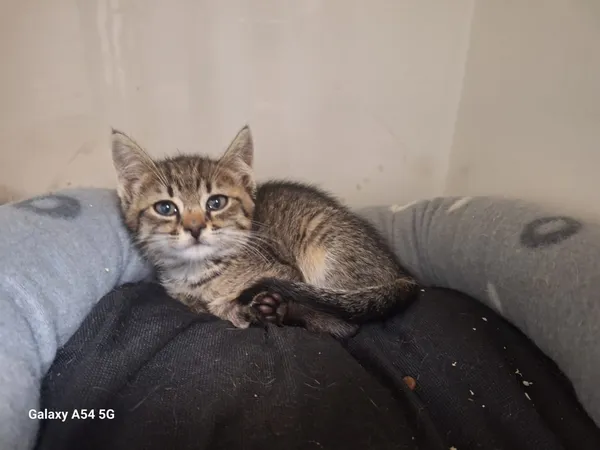 Kot do adopcji, Orzechowce, 24 lipca 2025 (1/2)