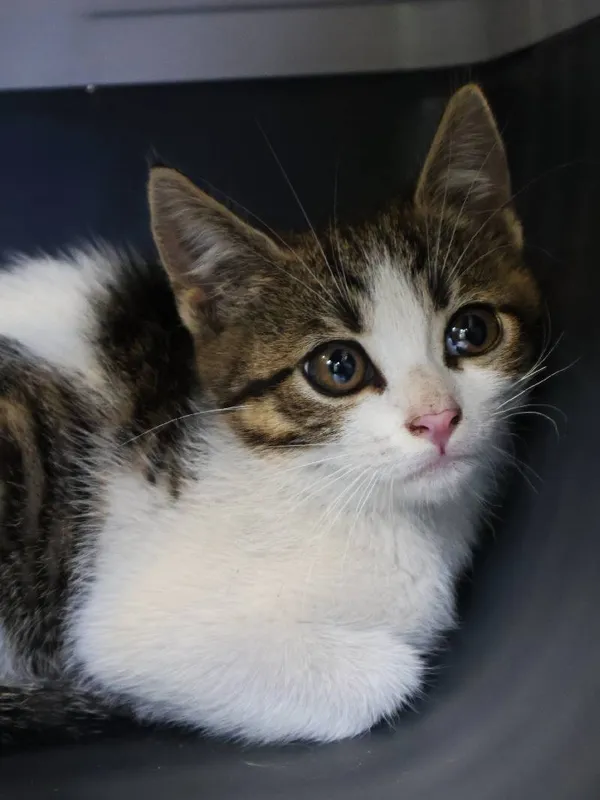 Znaleziono kota, Łódź, 25 lipca 2025 (3/3)