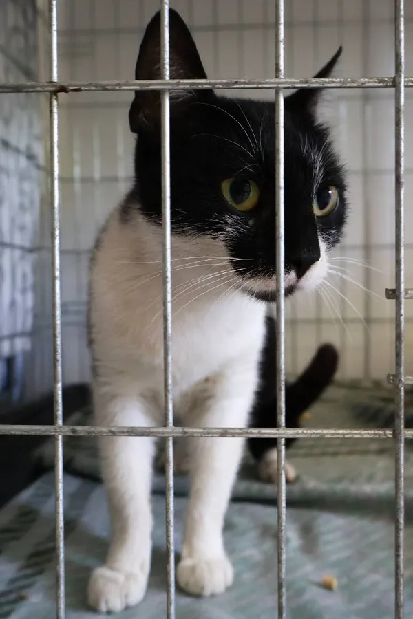 Znaleziono kota, Łódź, 24 lipca 2025 (1/5)