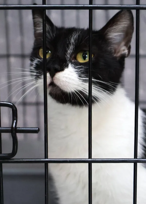 Znaleziono kota, Łódź, 24 lipca 2025 (5/5)