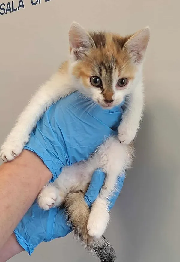 Znaleziono kota, Lublin, 24 lipca 2025